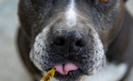 black and white american pitbull terrier
