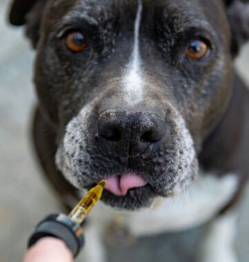 black and white american pitbull terrier